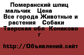 Померанский шпиц, мальчик › Цена ­ 35 000 - Все города Животные и растения » Собаки   . Тверская обл.,Конаково г.